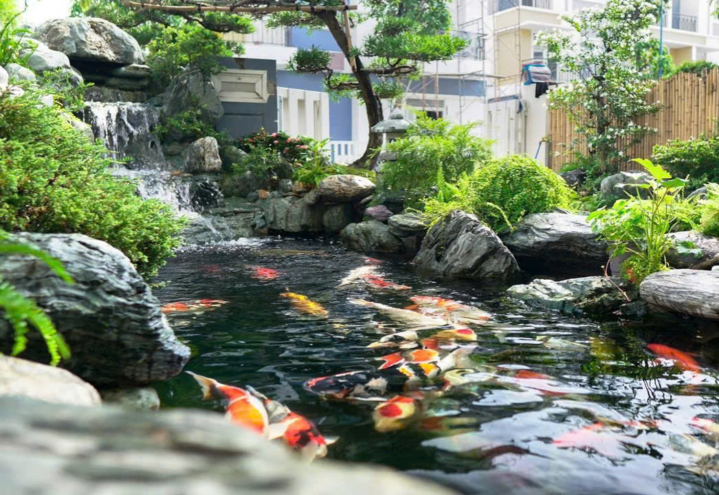 HỒ CÁ KOI