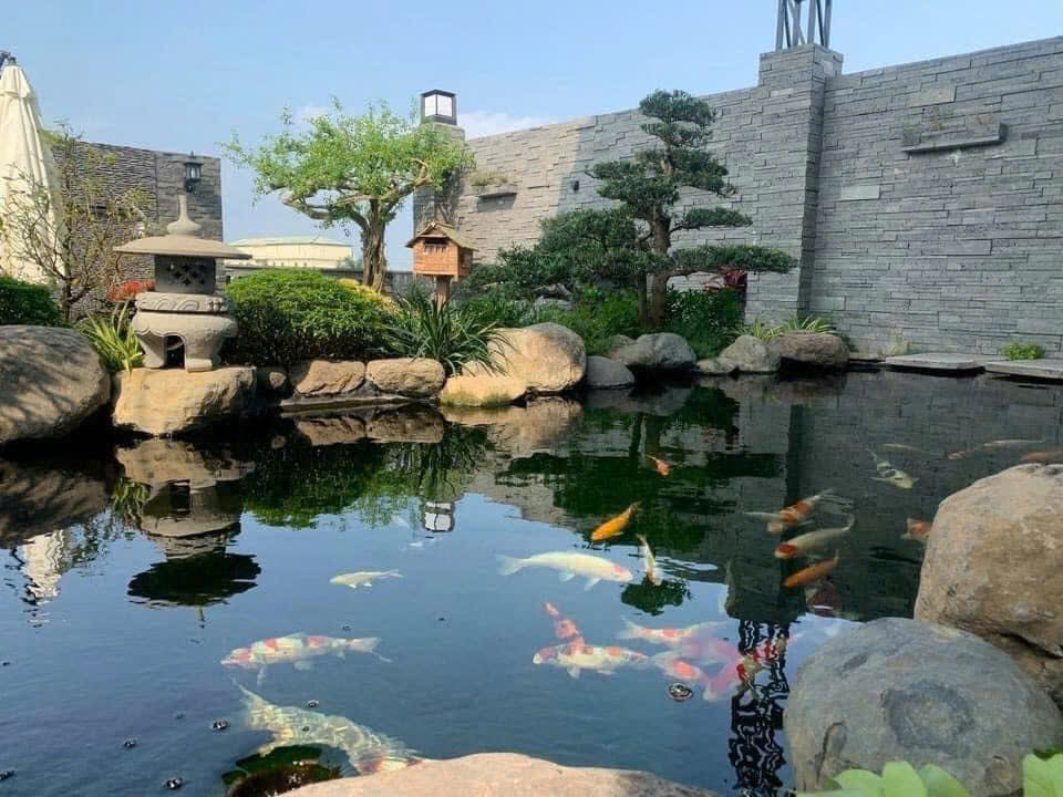 Hồ cá Koi cao cấp tại biệt thự Huế